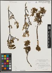 Foto von Salix waldsteiniana Willd.